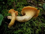 Cantharellus formosus image
