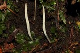Clavaria acuta image