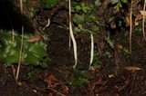Clavaria acuta image