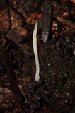 Clavaria acuta image