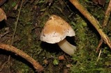 Inocybe grammata image