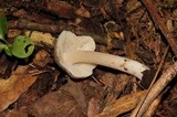 Inocybe grammata image
