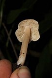 Inocybe grammata image
