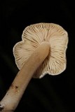 Inocybe grammata image