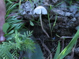 Panaeolus cyanescens image