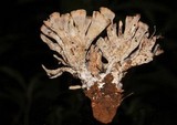 Thelephora palmata image