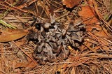 Thelephora palmata image