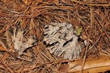 Thelephora palmata image