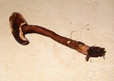 Lactarius lignyotellus image
