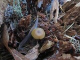 Callistosporium luteo-olivaceum image