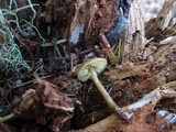 Callistosporium luteo-olivaceum image