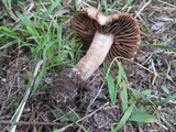 Inocybe hirsuta var. maxima image