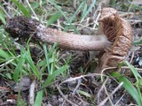 Inocybe hirsuta var. maxima image