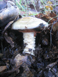 Cortinarius collinitus image