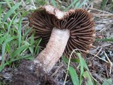 Inocybe hirsuta var. maxima image
