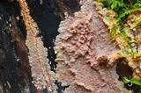 Phlebia livida image