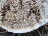 Hydnellum aurantiacum image