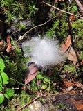 Phycomyces blakesleeanus image