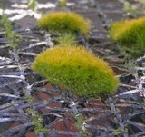 Coenogonium implexum image