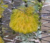Coenogonium implexum image