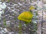 Coenogonium implexum image