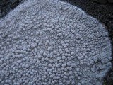 Pertusaria aspergilla image