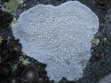 Pertusaria aspergilla image
