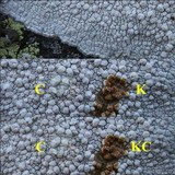 Pertusaria aspergilla image