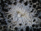 Lasallia pustulata image