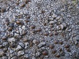 Protoparmelia badia image