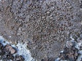 Protoparmelia badia image