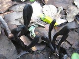 Geoglossum cookeanum image