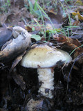 Cortinarius collinitus image