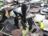 Geoglossum cookeanum image