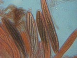 Geoglossum cookeanum image