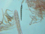 Geoglossum cookeanum image
