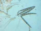 Geoglossum cookeanum image