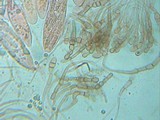 Geoglossum cookeanum image