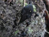 Trichoglossum hirsutum image