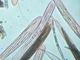 Trichoglossum hirsutum image
