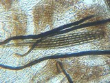 Trichoglossum hirsutum image