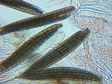 Trichoglossum hirsutum image