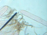 Trichoglossum hirsutum image