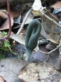 Microglossum olivaceum image