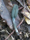 Microglossum olivaceum image