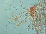 Microglossum olivaceum image