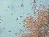 Microglossum olivaceum image
