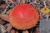 Boletellus obscurecoccineus image