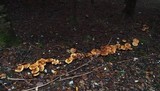 Cortinarius glaucopus image