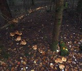 Cortinarius glaucopus image